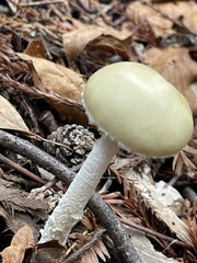 Stropharia ambigua