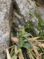 Dichanthelium acuminatum