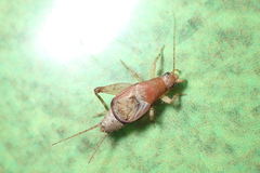 Ornebius aperta