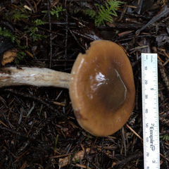 Cortinarius seidliae
