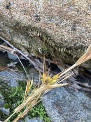 Dichanthelium acuminatum