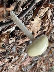 Stropharia ambigua