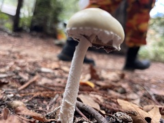 Stropharia ambigua