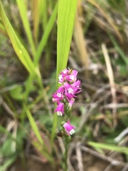 Spiranthes australis