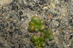 Dudleya brevifolia