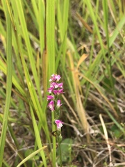 Spiranthes australis