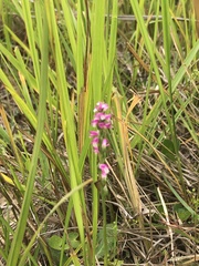 Spiranthes australis