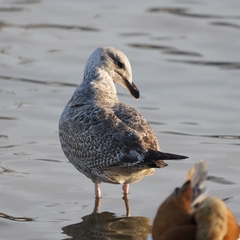 Larus cachinnans