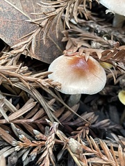 Lepiota castaneidisca