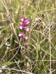 Spiranthes australis