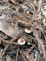 Lepiota castaneidisca