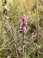 Spiranthes australis