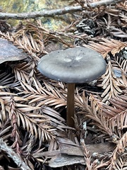 Melanoleuca melaleuca