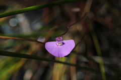 Utricularia uniflora