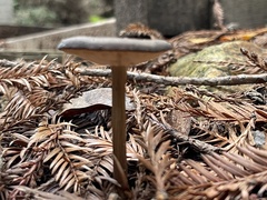 Melanoleuca melaleuca