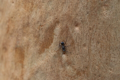 Polyrhachis daemeli