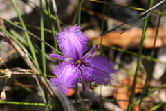 Thysanotus