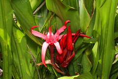 Doryanthes excelsa