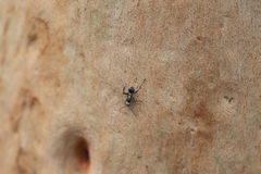 Polyrhachis daemeli