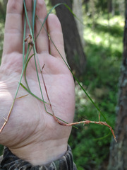 Carex globularis