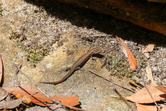 Lampropholis delicata