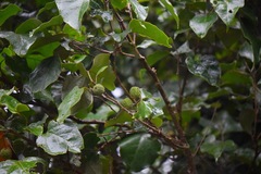 Croton guatemalensis