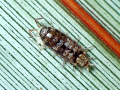 Oniscidea
