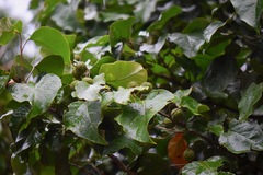 Croton guatemalensis