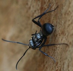 Polyrhachis daemeli