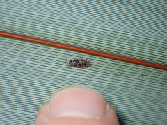 Oniscidea
