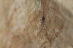 Polyrhachis daemeli