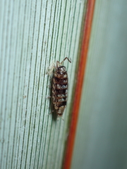 Oniscidea