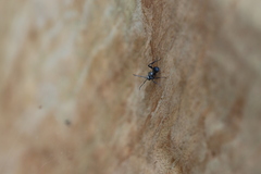 Polyrhachis daemeli