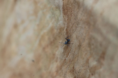 Polyrhachis daemeli