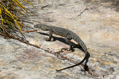 Varanus rosenbergi
