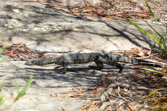 Varanus rosenbergi
