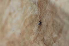 Polyrhachis daemeli
