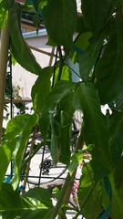 Mantodea