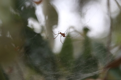 Theridion pyramidale