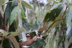 Theridion pyramidale