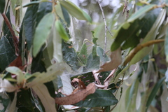 Theridion pyramidale