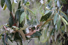 Theridion pyramidale