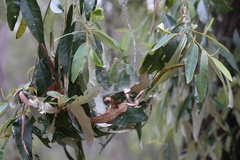 Theridion pyramidale