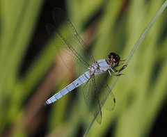 Brachydiplax duivenbodei