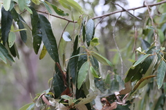 Theridion pyramidale
