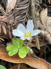 Oxalis oregana