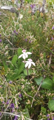 Caladenia alpina