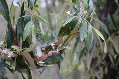 Theridion pyramidale