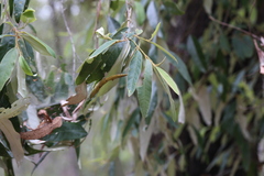 Theridion pyramidale