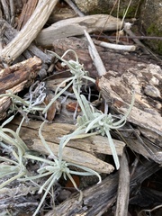 Pseudognaphalium beneolens